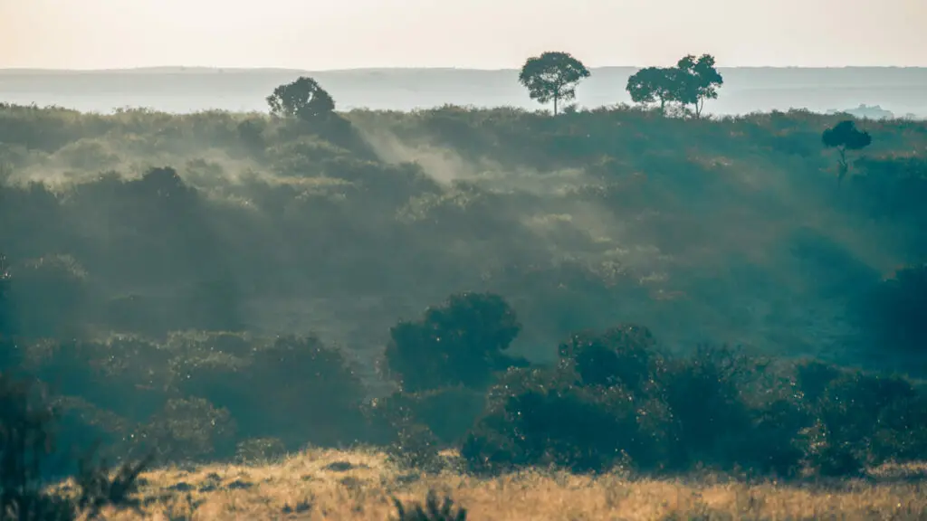 Rekero Camp, Masai mara landscape, golden grass, green trees, Kenya