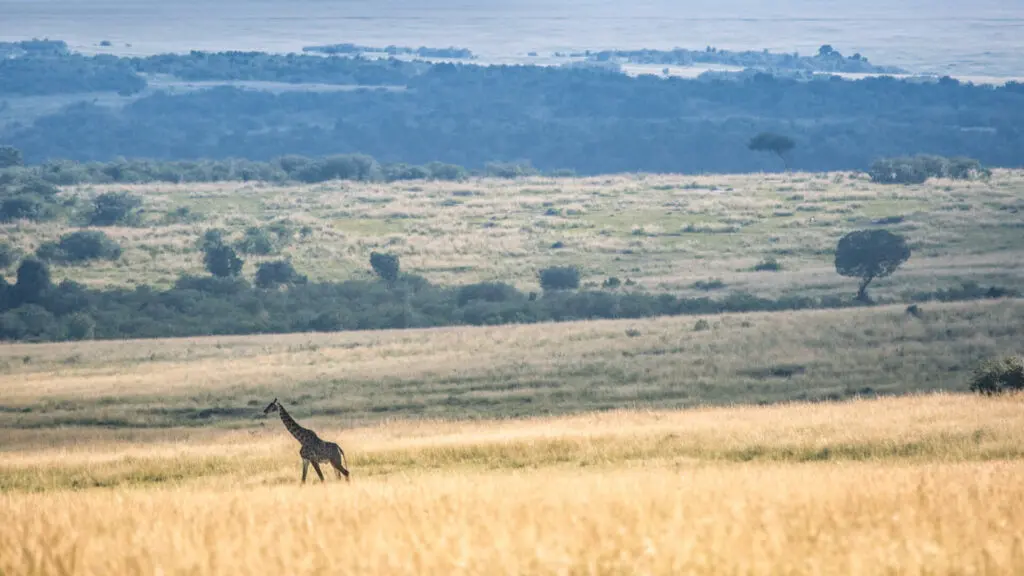 Giraffe walking in the grass, landscape, masai mara, kenya