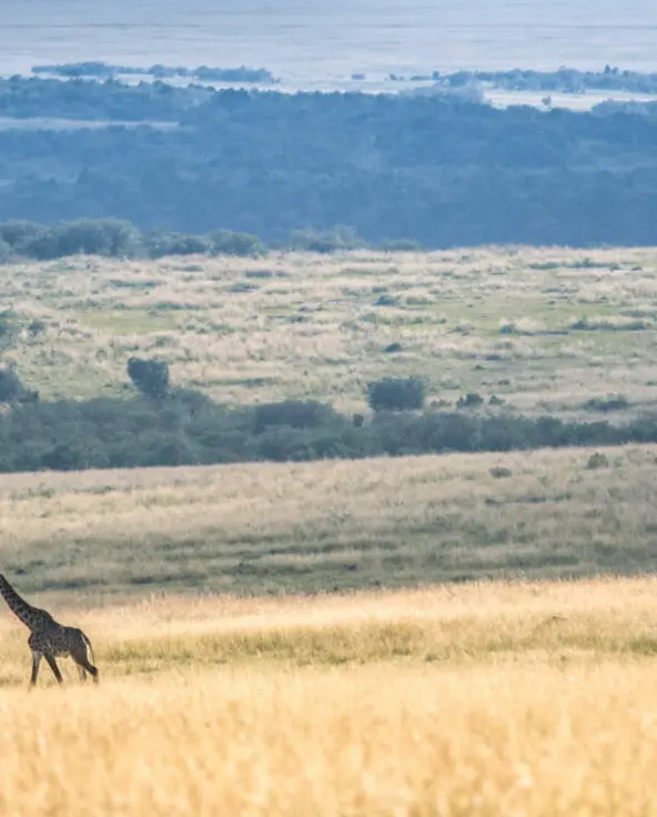 Giraffe walking in the grass, landscape, masai mara, kenya