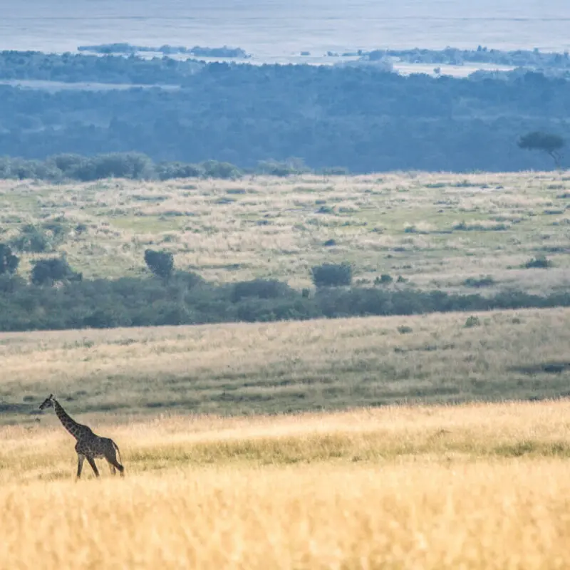 Giraffe walking in the grass, landscape, masai mara, kenya