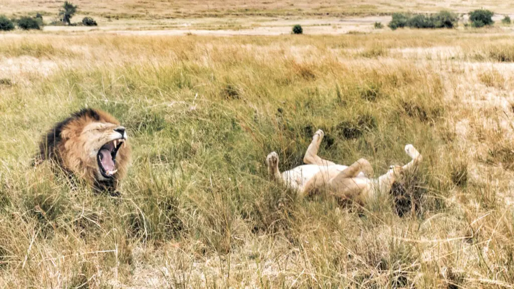 Two lions in long grass, masai mara, kenya, Rekero Camp