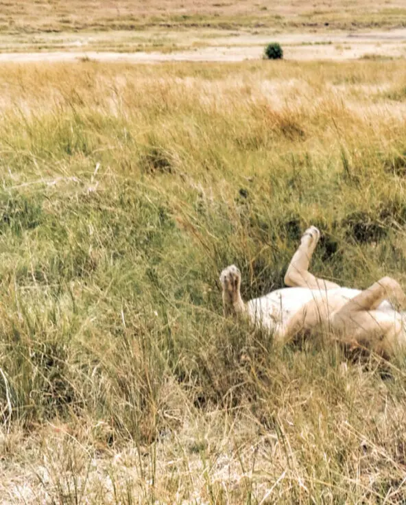 Two lions in long grass, masai mara, kenya, Rekero Camp