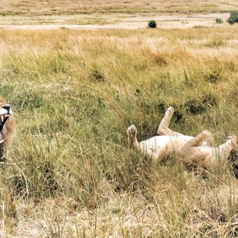 Two lions in long grass, masai mara, kenya, Rekero Camp