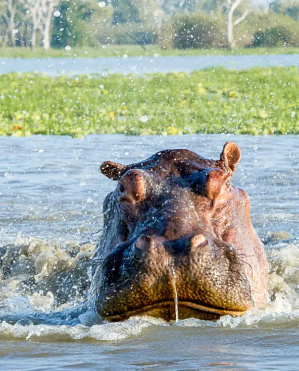 Roho ya Selous Camp, Nyerere National Park, wildlife, hippo playing in the river, marshes