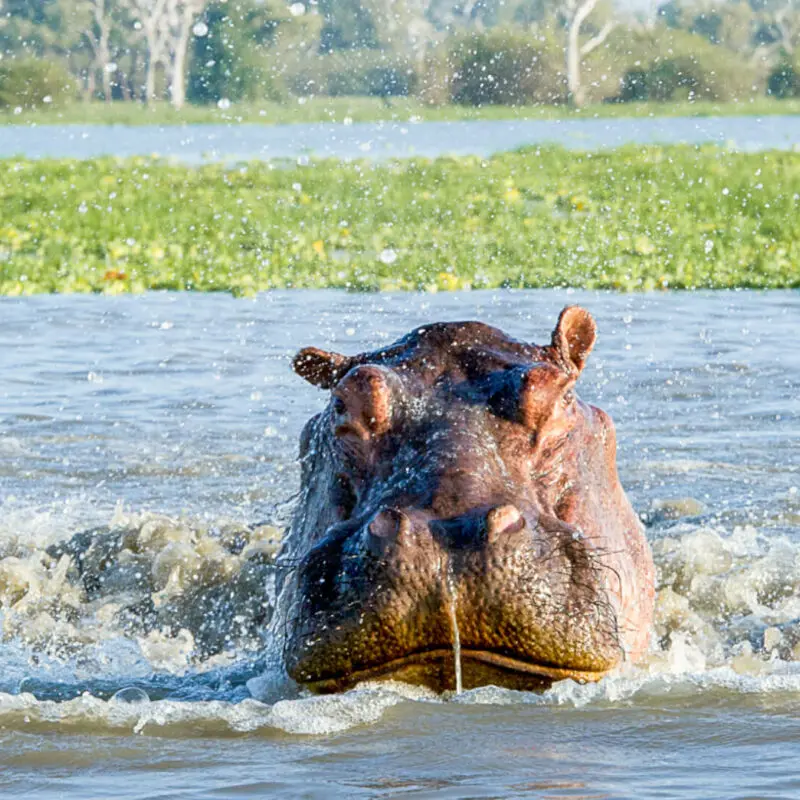 Roho ya Selous Camp, Nyerere National Park, wildlife, hippo playing in the river, marshes