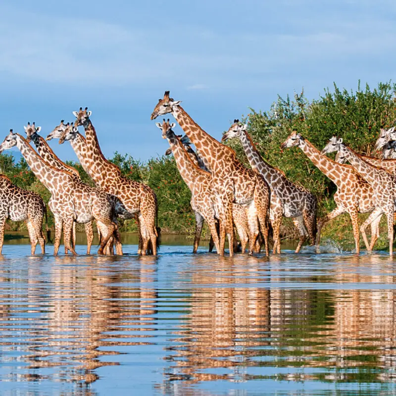 Roho ya Selous Camp, Nyerere National Park, Wildlife, journey of giraffes cooling off in the water in the banks of the river