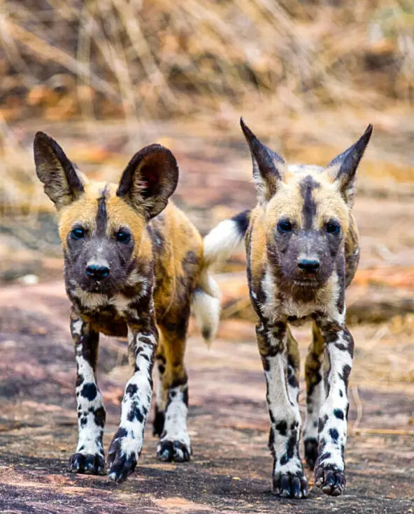 Roho ya Selous Camp, Nyerere National Park, wildlife, pack of wild dogs