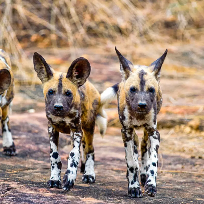 Roho ya Selous Camp, Nyerere National Park, wildlife, pack of wild dogs