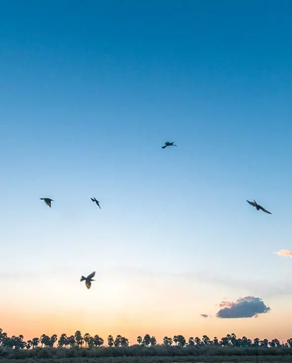 Roho ya Selous Camp, Nyerere National Park, birds in the sky flying over sunset