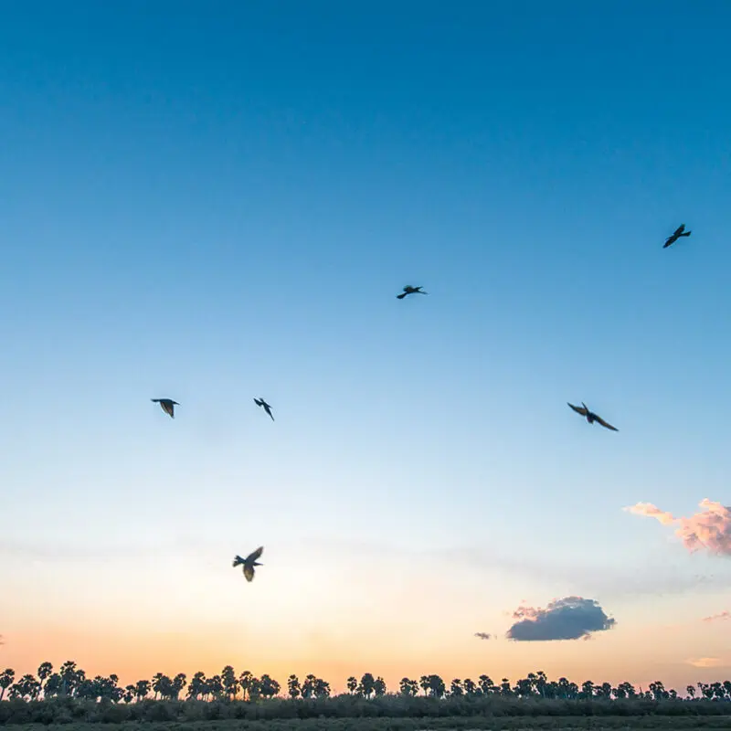 Roho ya Selous Camp, Nyerere National Park, birds in the sky flying over sunset