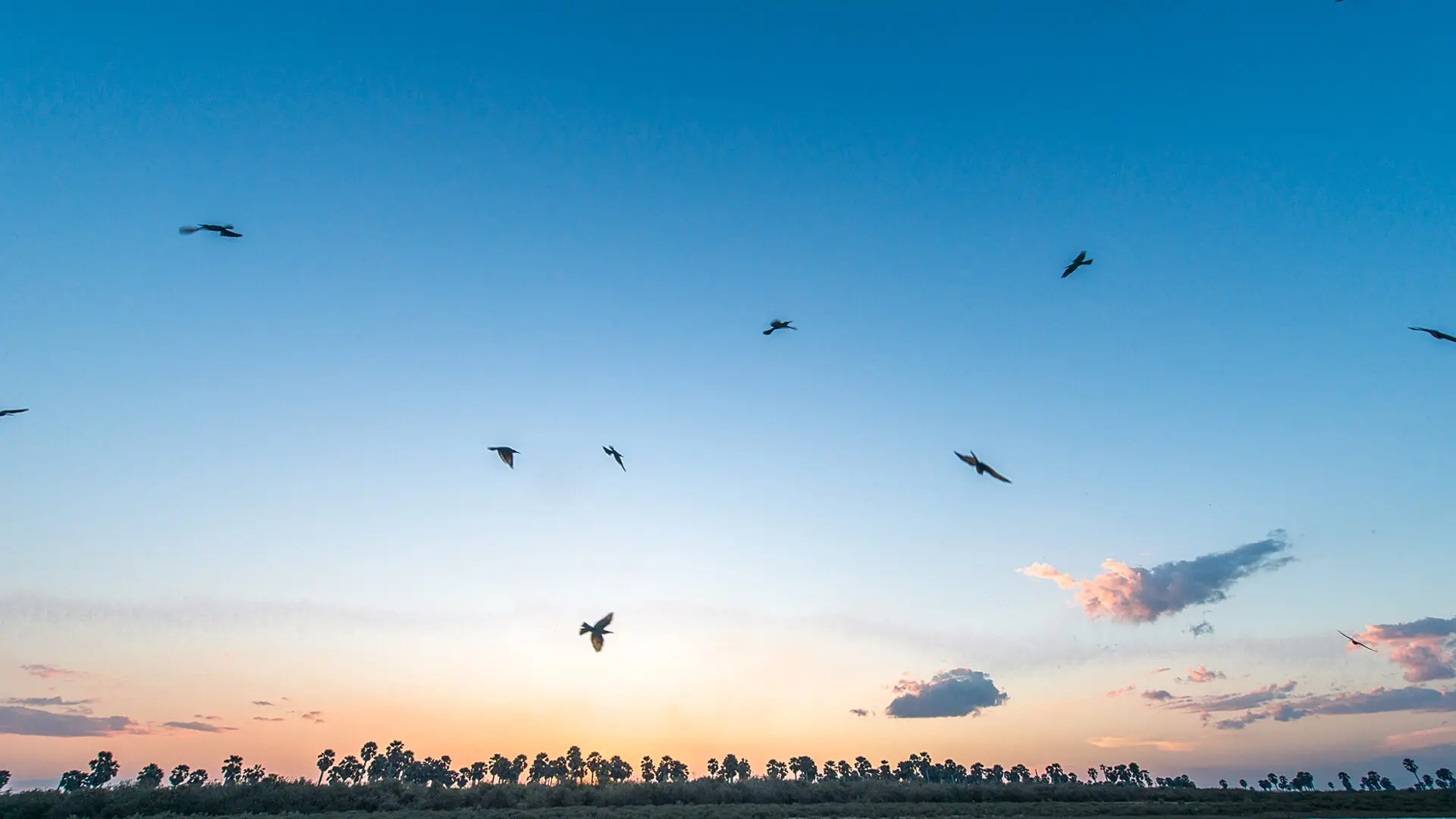 Roho ya Selous Camp, Nyerere National Park, birds in the sky flying over sunset