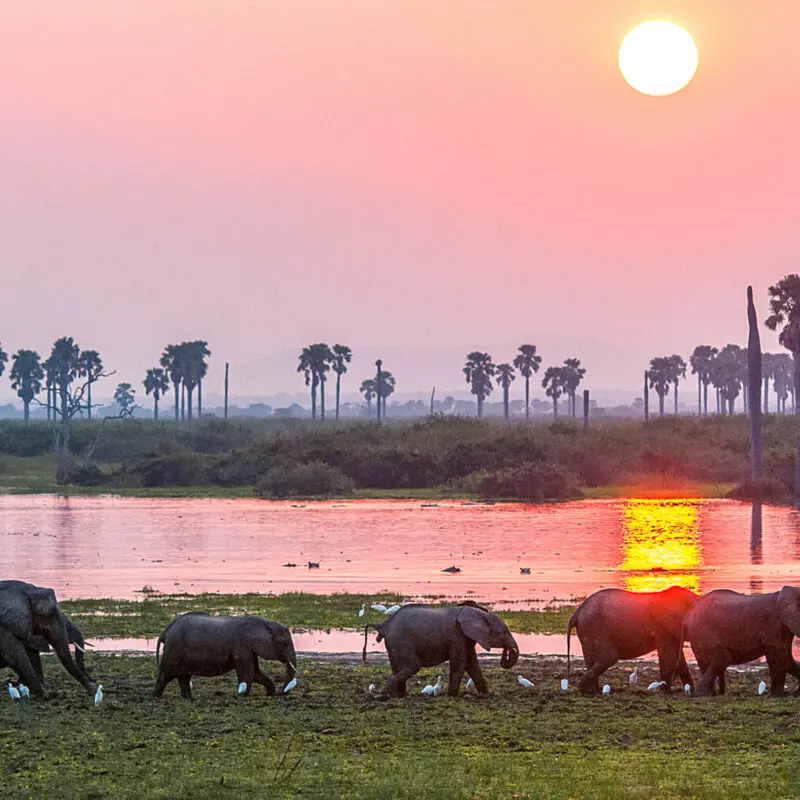 Roho ya Selous Camp, Nyerere National Park, wildlife, elepahnts walking over marsh at sunset, trees, shrubs