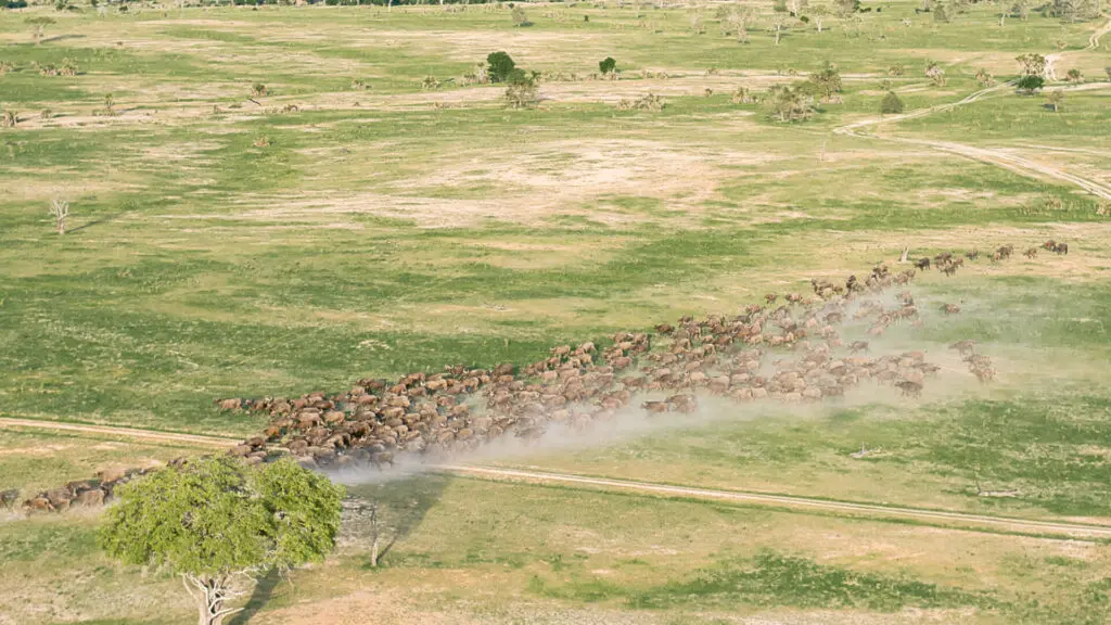 Roho ya Selous Camp, Nyerere National Park, herd of buffalo running passed a tree
