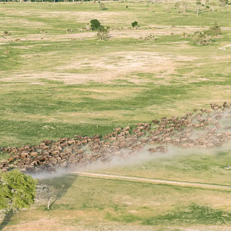 Roho ya Selous Camp, Nyerere National Park, herd of buffalo running passed a tree
