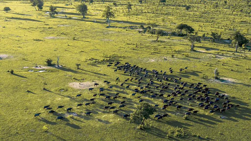 high view of a herd of buffalo in nyerere national park, roho ya selous, tanzania, asilia africa
