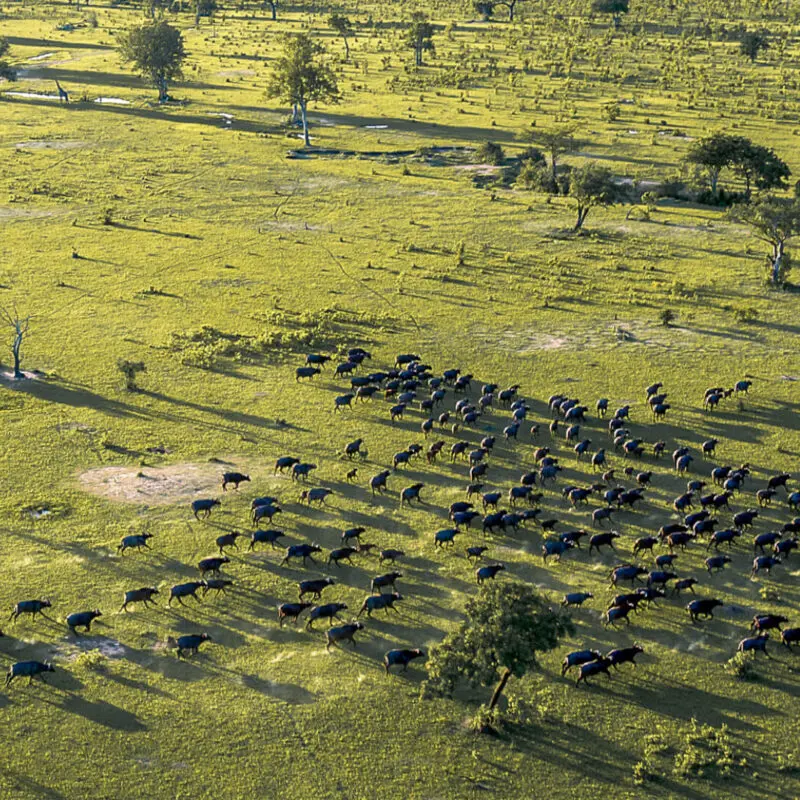 high view of a herd of buffalo in nyerere national park, roho ya selous, tanzania, asilia africa