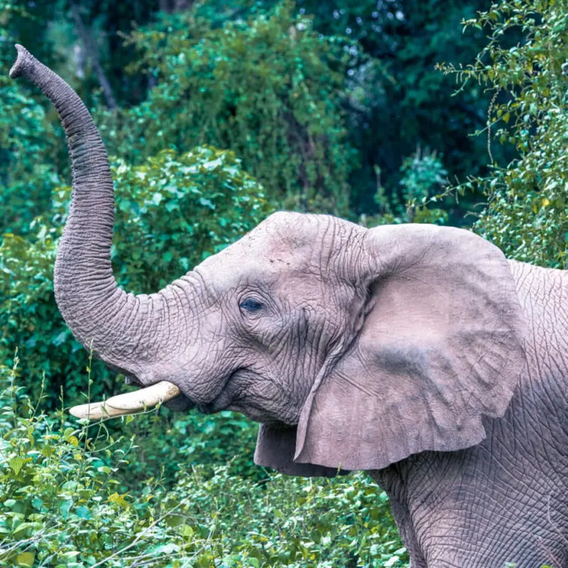 Rubondo Island Camp, Lake Victoria, elephant with trunk up amongst the trees in the forest