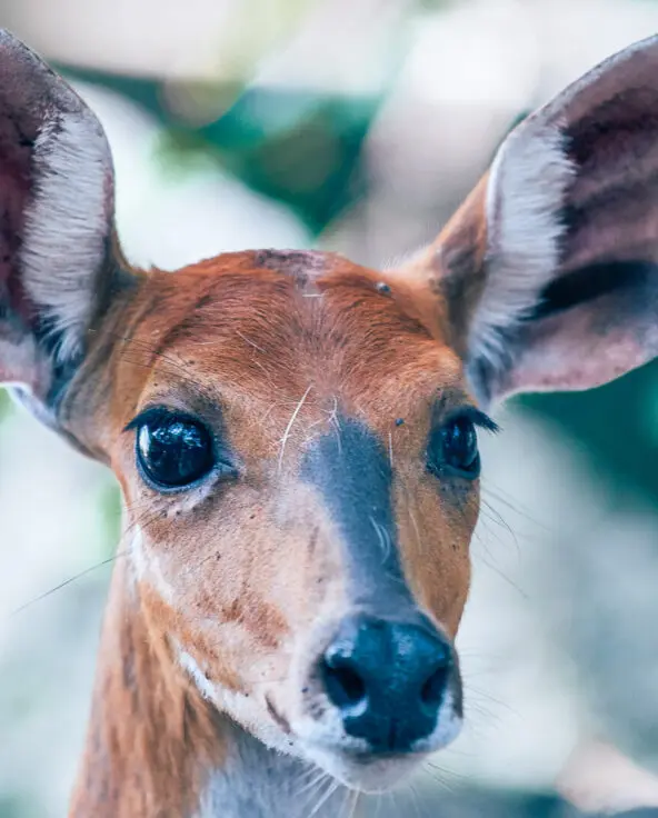 Rubondo Island Camp, Lake Victoria, sitatunga close up