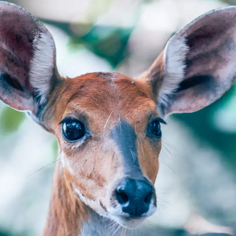 Rubondo Island Camp, Lake Victoria, sitatunga close up