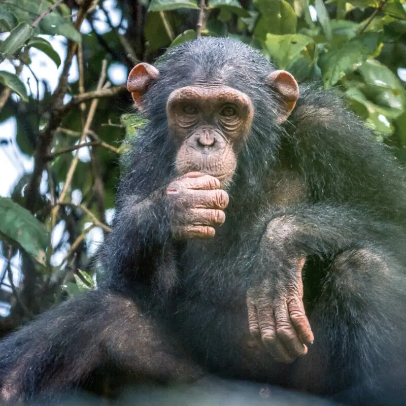 Rubondo Island Camp, Lake Victoria, Chimp in the trees