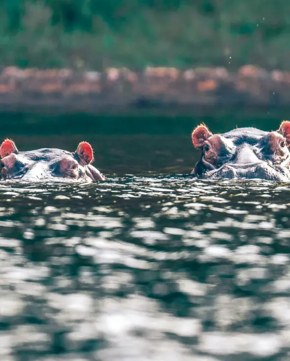 Rubondo Island Camp, Lake Victoria, hippo spotting, heads peaking out of the water