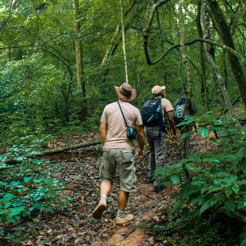 Rubondo Island Camp, Lake Victoria, guests on chimp trek with guide in the forest