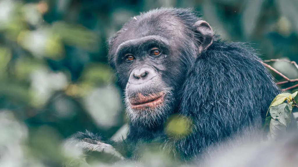 Rubondo Island Camp, Lake Victoria, chimpanzee amongst the trees