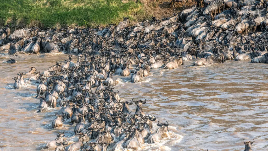 Sayari Retreat, Serengeti National Park, wildlife, wildebeest crossing the river in the water and on the banks