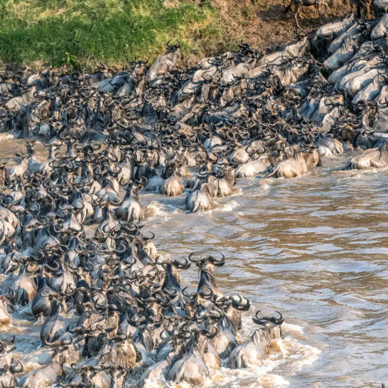 Sayari Retreat, Serengeti National Park, wildlife, wildebeest crossing the river in the water and on the banks