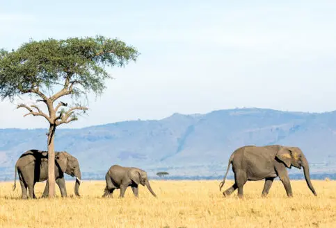 Sayari Retreat, Serengeti National Park, wildlife, elephants walking near a tree with mountains in the background