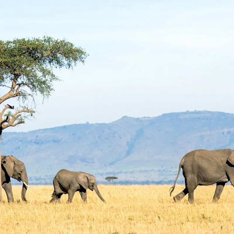 Sayari Retreat, Serengeti National Park, wildlife, elephants walking near a tree with mountains in the background