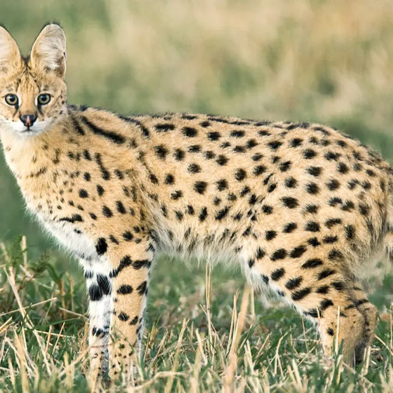 Sayari Retreat, Serengeti National Park, wildlife, serval standing with it's ears up in the grass
