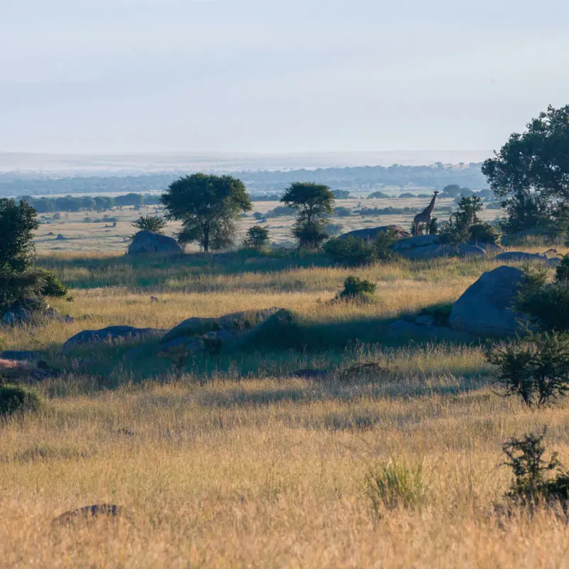 Sayari Retreat, Serengeti National Park, rocks, trees and bushes over the landscape with giraffe and ballooning in the background