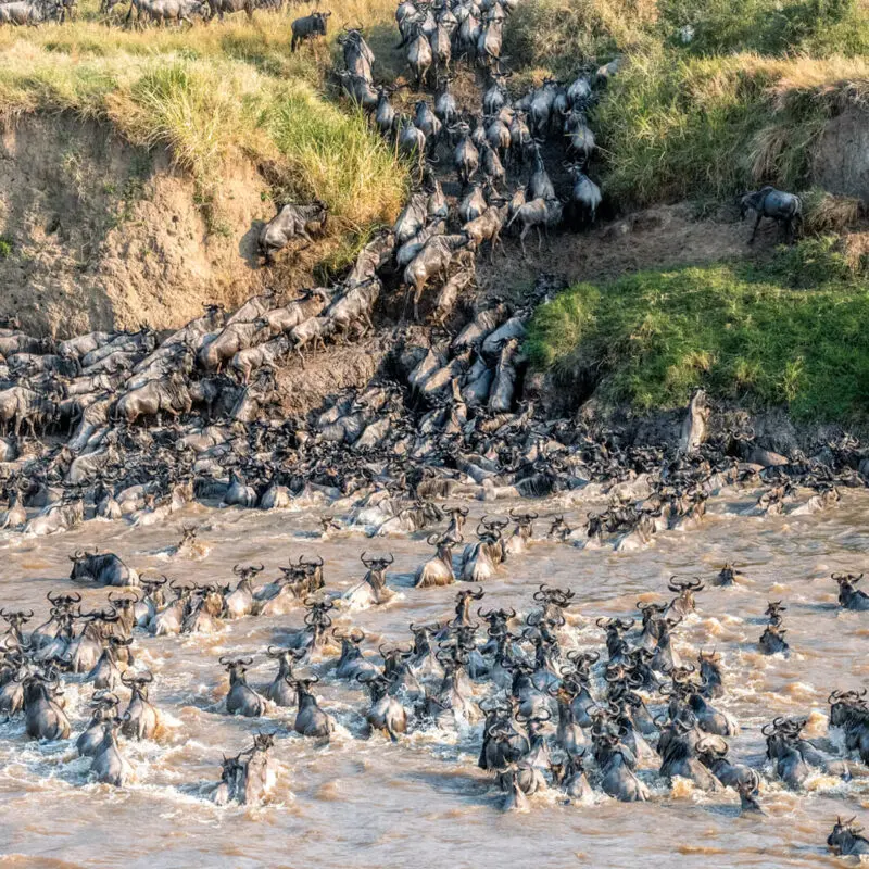 Sayari Camp, Northern Serengeti, Migration River Crossing