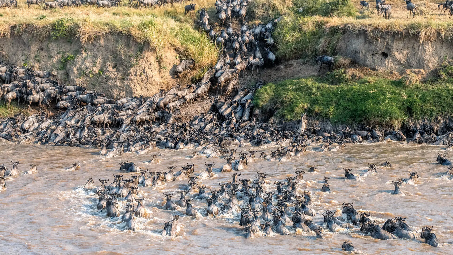 Sayari Camp, Northern Serengeti, Migration River Crossing