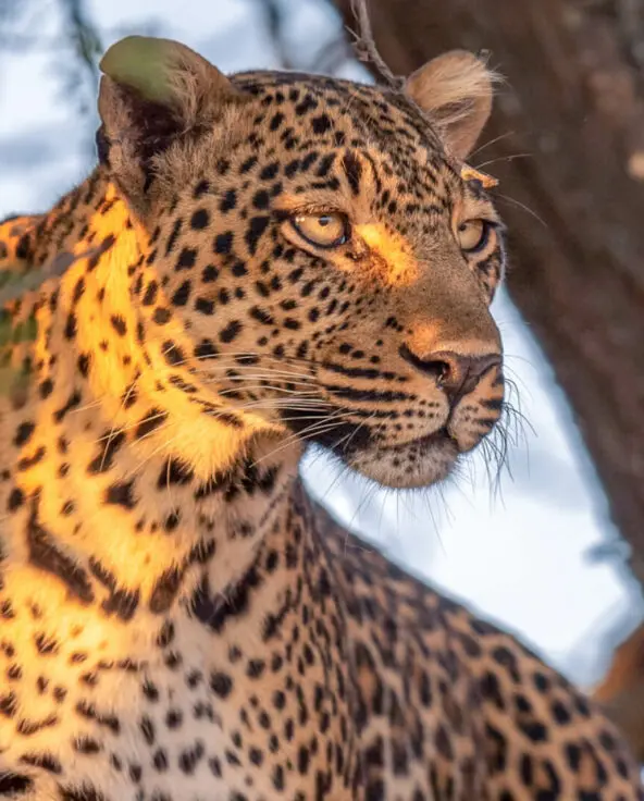 Sayari Camp, Northern Serengeti, Leopard in a tree