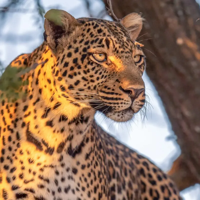 Sayari Camp, Northern Serengeti, Leopard in a tree