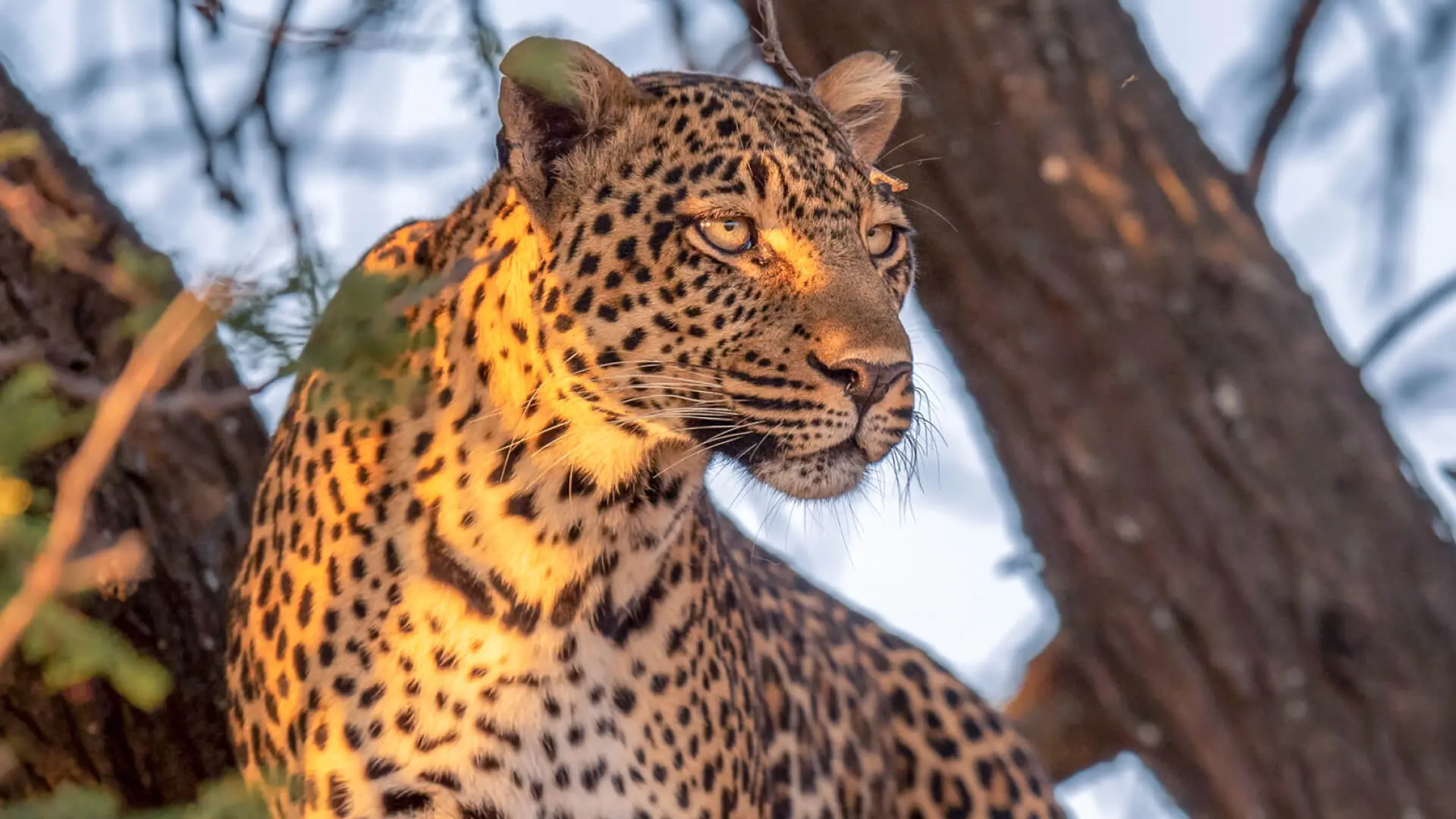 Sayari Camp, Northern Serengeti, Leopard in a tree
