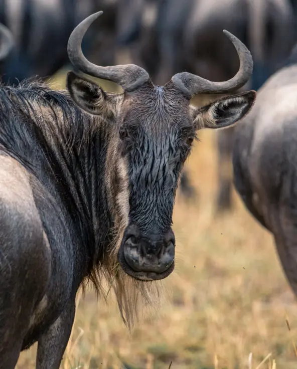 Sayari Camp, Nothern Serengeti, wildebeest looking back