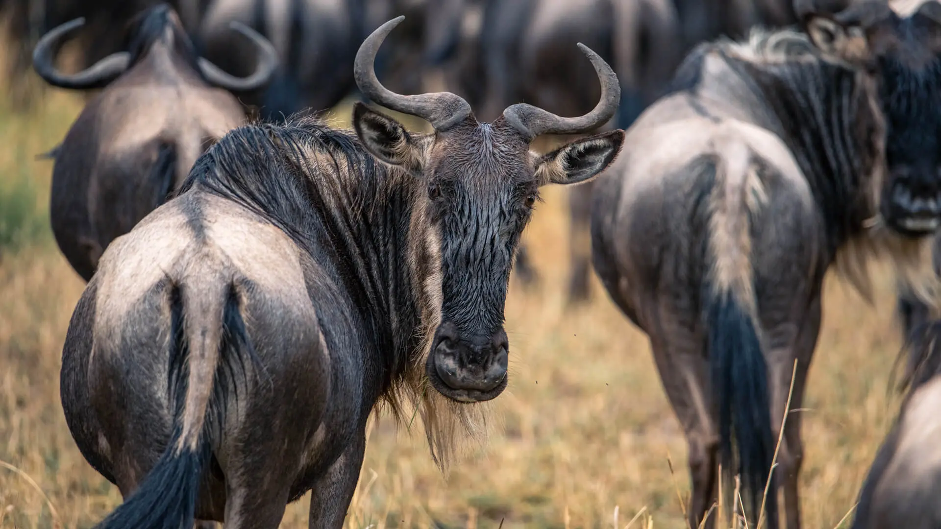 Sayari Camp, Nothern Serengeti, wildebeest looking back