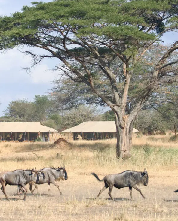 Wildebeest herds passing through camp, ubuntu Migration camp, Serengeti National Park, Tanzania