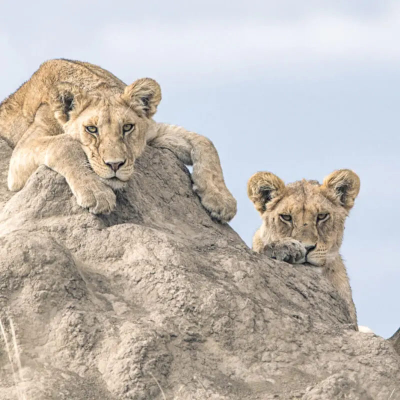 Two young lions rest on a rock in the Serengeti