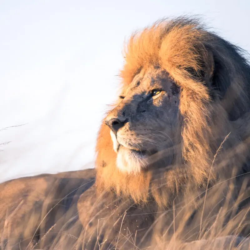 A male lion spotted at sunset