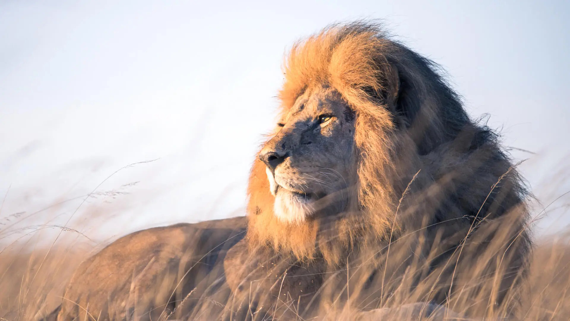 A male lion spotted at sunset