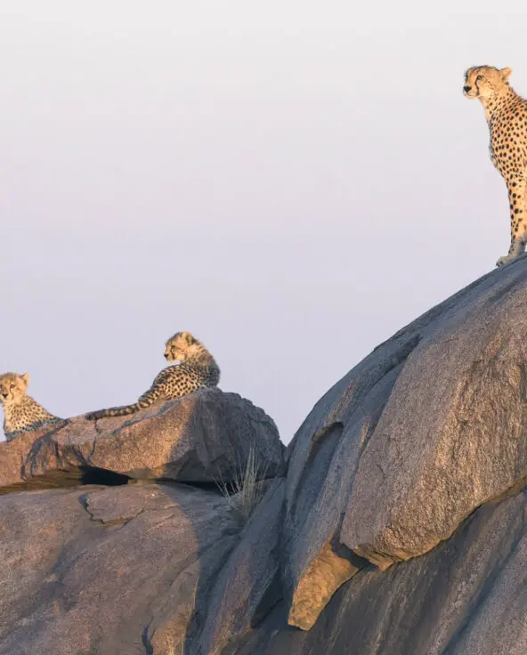 Cheetah on a rocky outcrop looking out over the plains