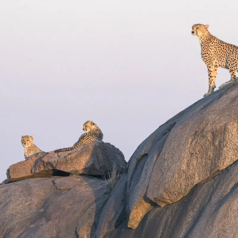 Cheetah on a rocky outcrop looking out over the plains