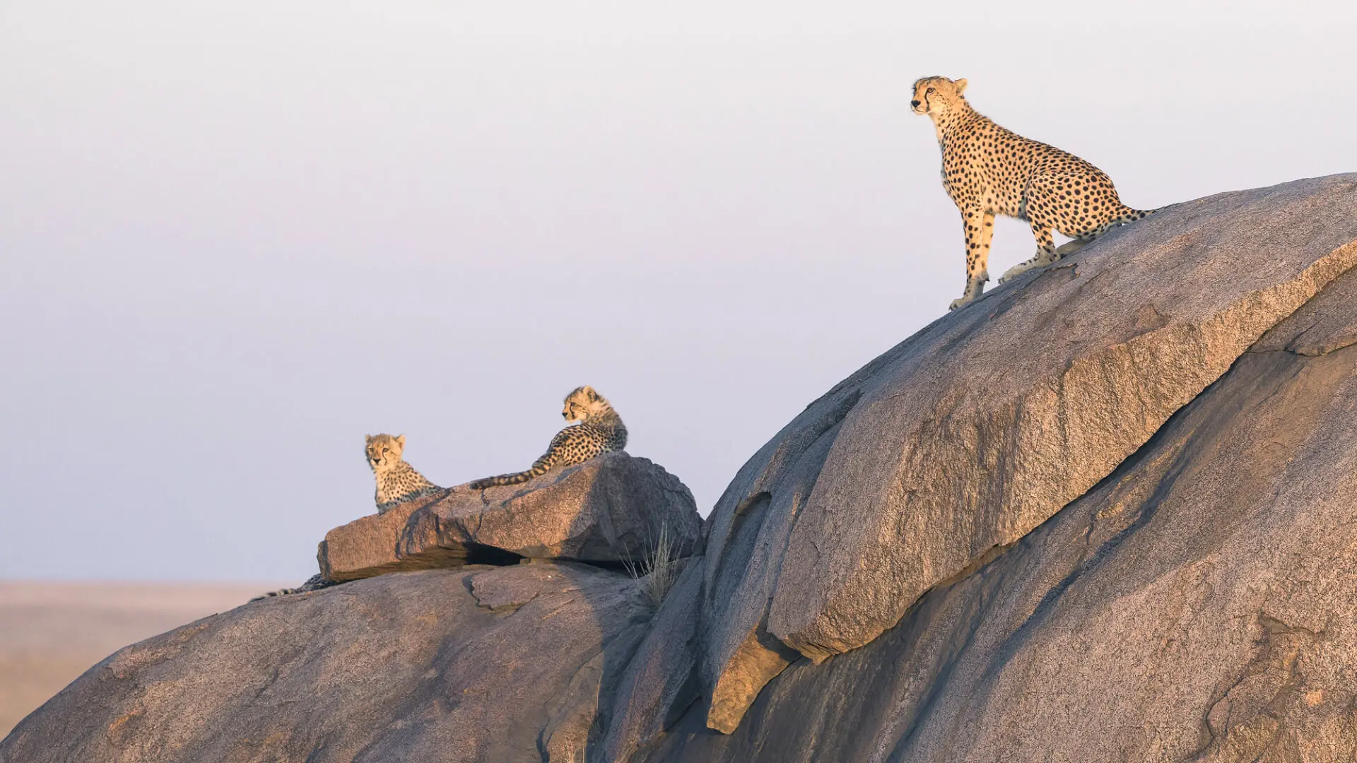 Three cheetahs on the rocks at sunset, ubuntu migration camp, Serengeti National Park, Tanzania