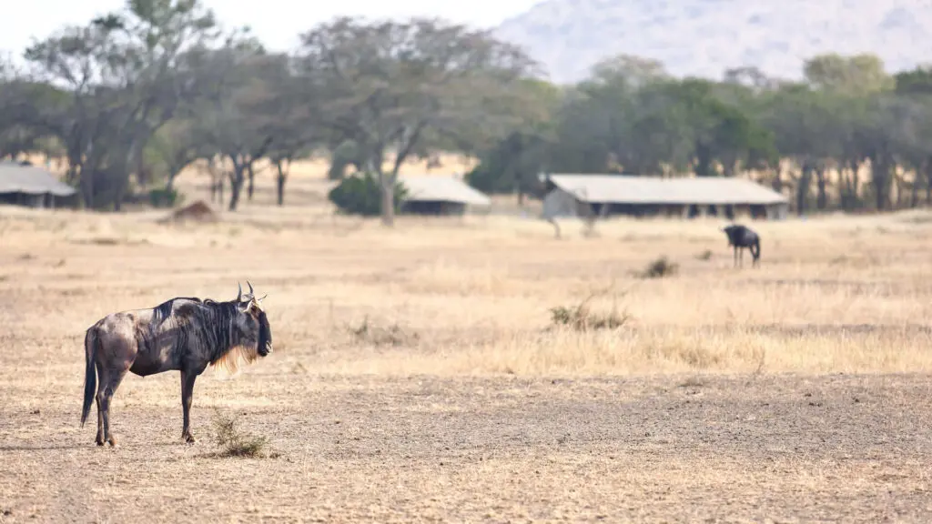 Wildebeest walking around camp, ubuntu migration camp, Serengeti National Park, Tanzania