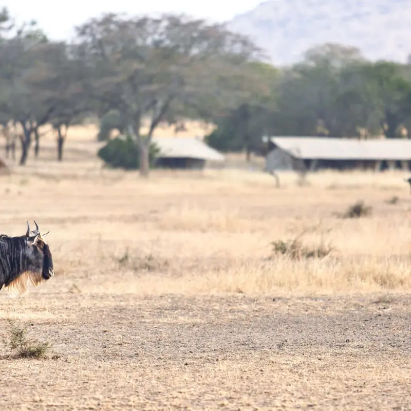 Wildebeest walking around camp, ubuntu migration camp, Serengeti National Park, Tanzania
