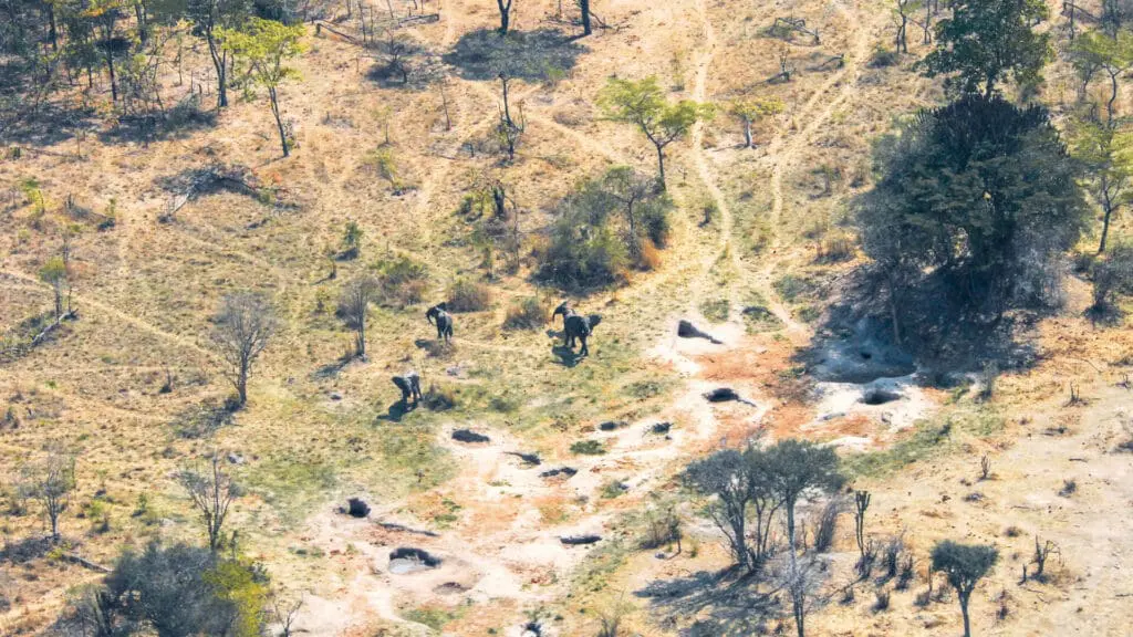 Usangu Expedition Camp, Ruaha National Park, lansdcape with wildlife, elephants walking amongst the trees